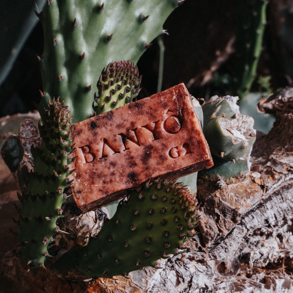 BANYÔ Aloe Vera Gesichtsseife platziert auf einem Kaktus, symbolisiert natürliche Pflege und Feuchtigkeit für die Haut.